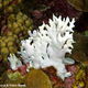 Illustration for article titled These Are All The Areas Likely To Be Hit By The Coral Bleaching Outbreak